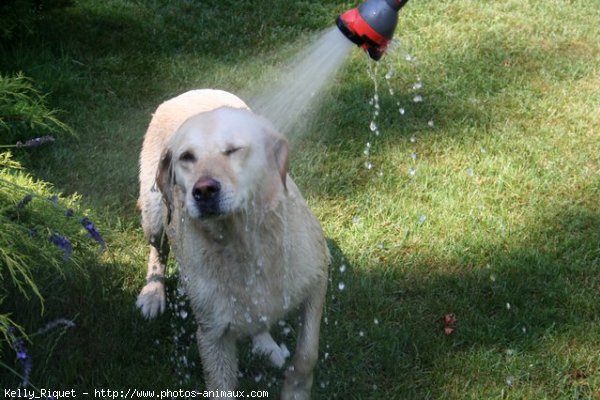 Photo de Labrador retriever