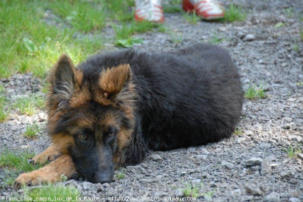 Photo de Berger allemand  poil court