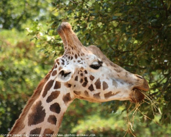 Photo de Girafe