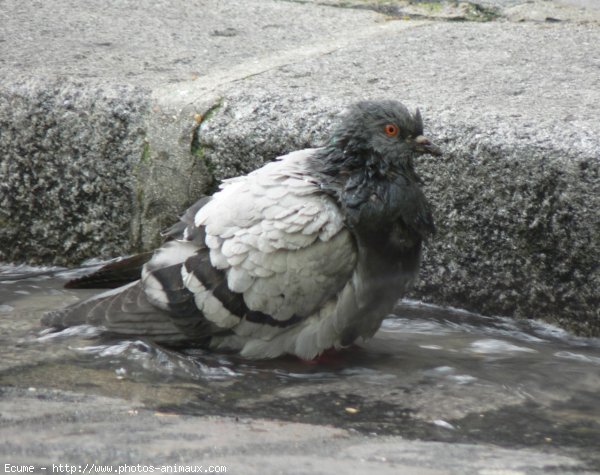 Photo de Pigeon