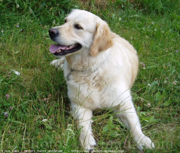 Photo de Golden retriever