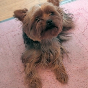 Photo de Yorkshire terrier