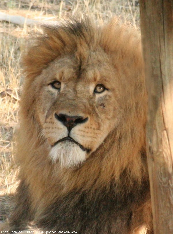 Photo de Lion