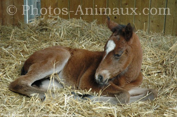 Photo de Quarter horse