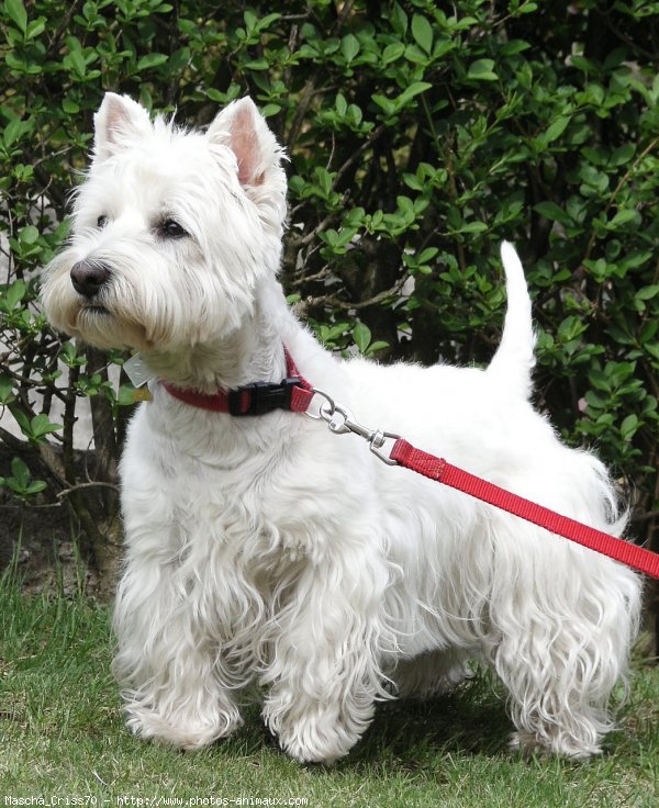 Photo de West highland white terrier