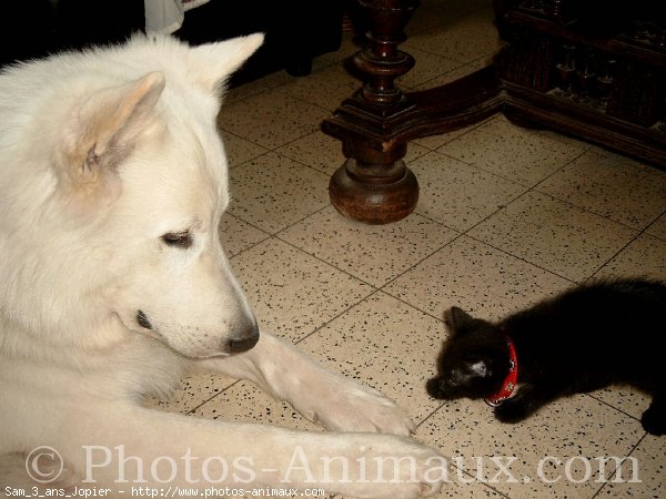 Photo de Berger blanc suisse