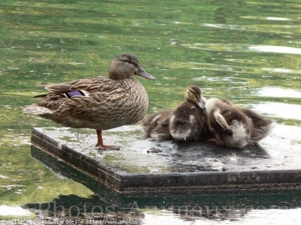 Photo de Canard