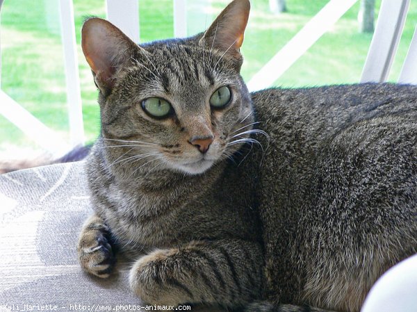 Photo d'Ocicat