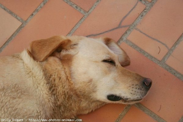 Photo de Labrador retriever