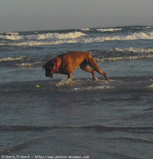 Photo de Boxer