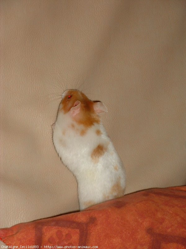 Photo de Hamster