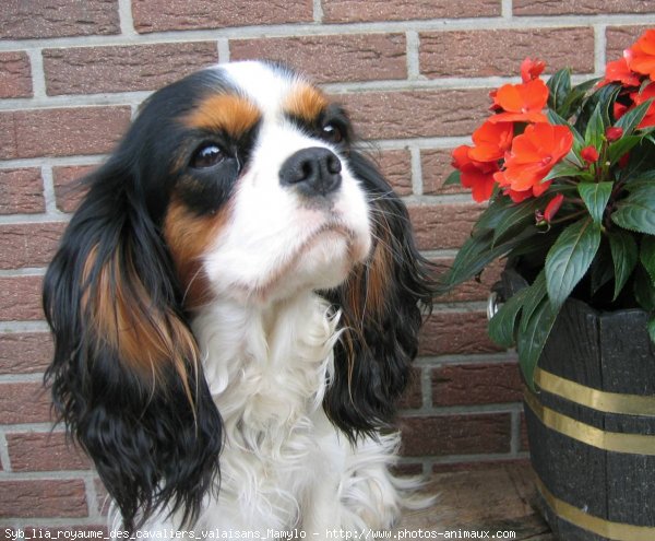 Photo de Cavalier king charles spaniel