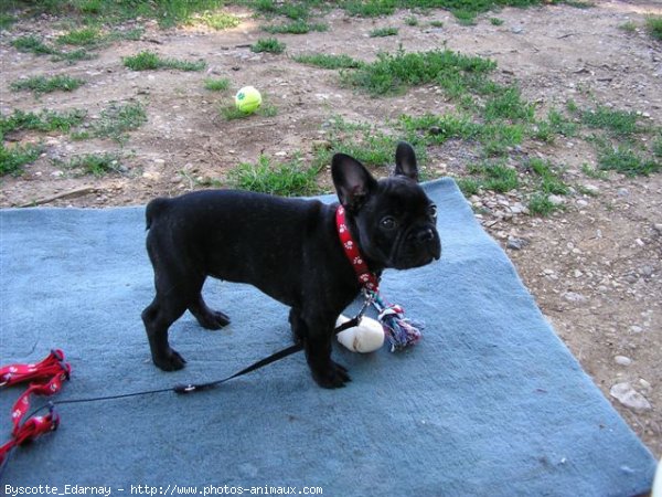 Photo de Bouledogue franais