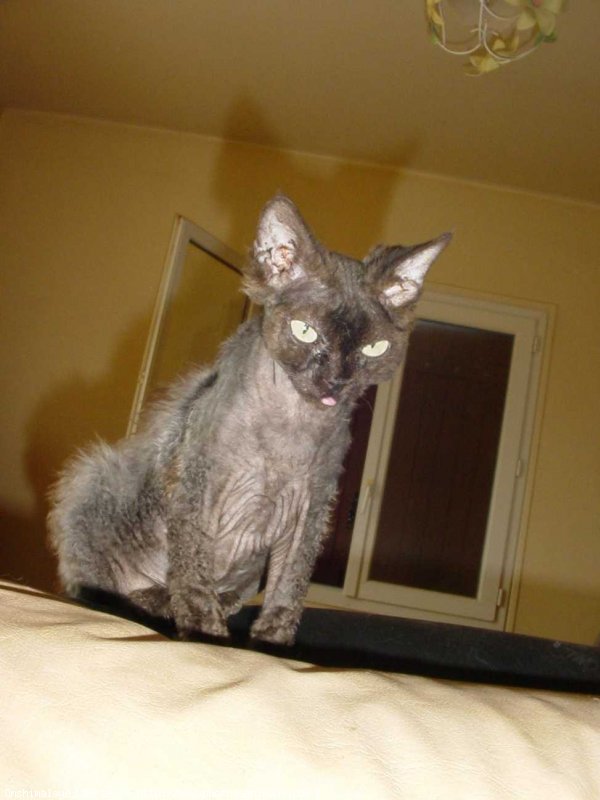 Photo de Devon rex