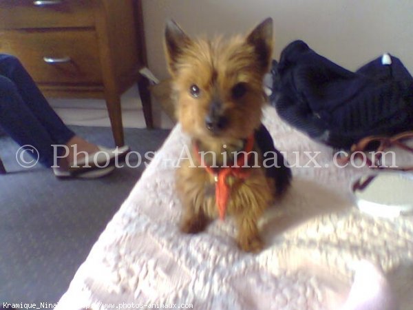 Photo de Yorkshire terrier