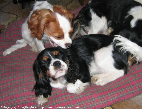 Photo de Cavalier king charles spaniel