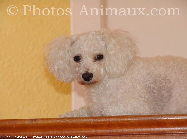 Photo de Bichon  poil fris