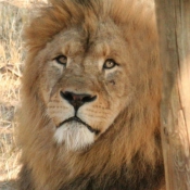 Photo de Lion