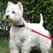 Photo de West highland white terrier