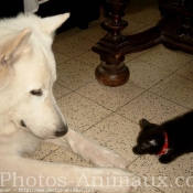 Photo de Berger blanc suisse