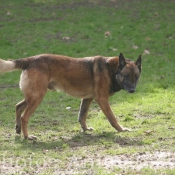 Photo de Berger belge malinois