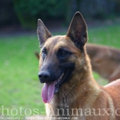 Photo de Berger belge malinois