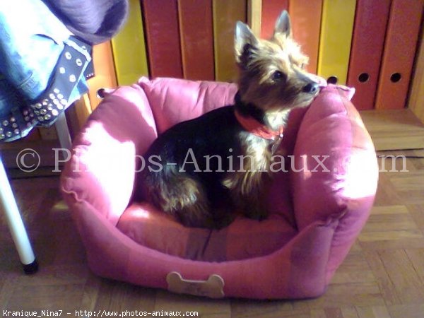 Photo de Yorkshire terrier