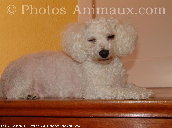 Photo de Bichon  poil fris