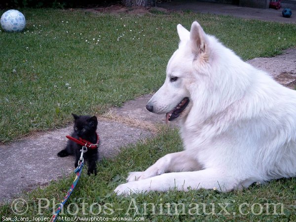 Photo de Berger blanc suisse