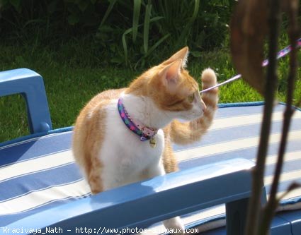 Photo de Chat domestique