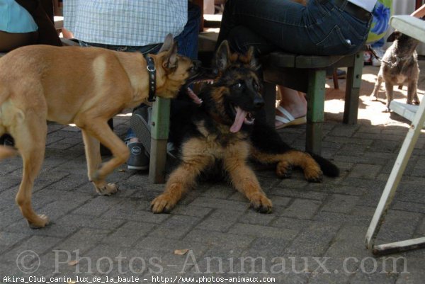 Photo de Berger belge malinois