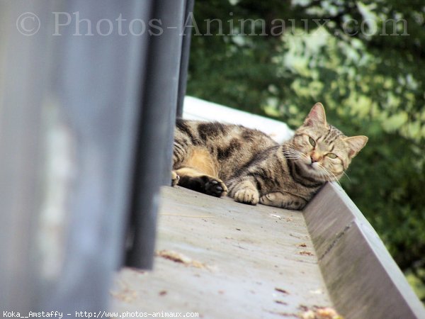 Photo de Chat domestique