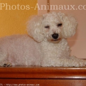 Photo de Bichon  poil fris