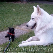 Photo de Berger blanc suisse