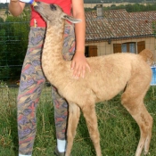 Photo de Lama