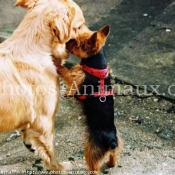 Photo de Yorkshire terrier