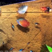 Photo de Poissons exotiques