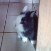 Photo de Lapin