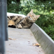 Photo de Chat domestique