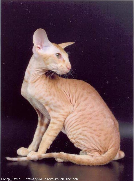 Photo de Peterbald