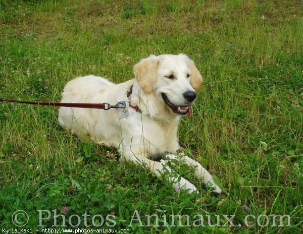 Photo de Golden retriever