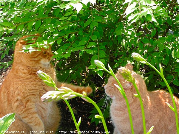 Photo de Chat domestique