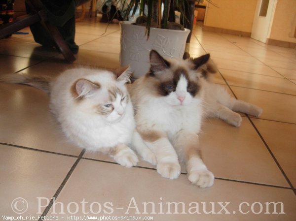 Photo de Ragdoll