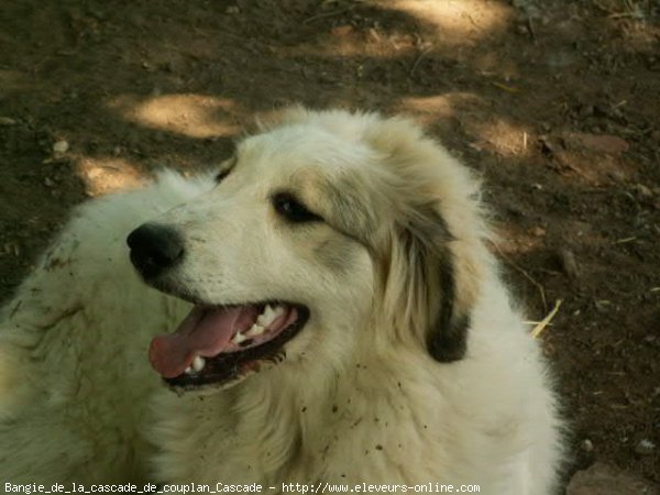 Photo de Chien de montagne des pyrnes