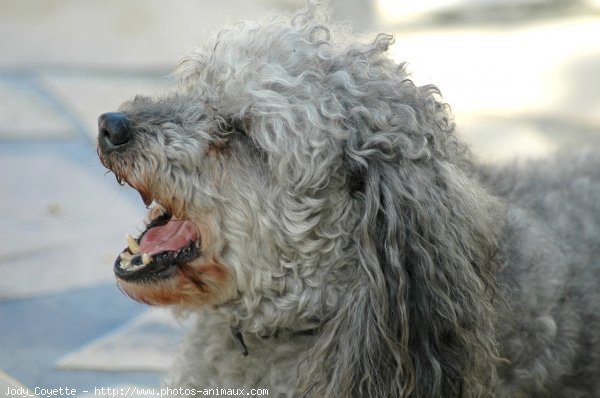 Photo de Caniche moyen