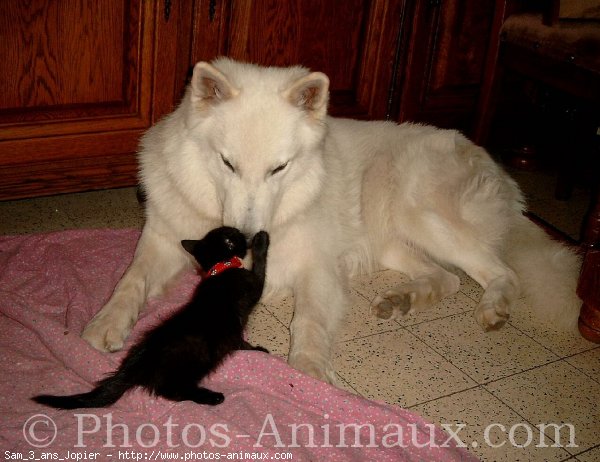 Photo de Berger blanc suisse