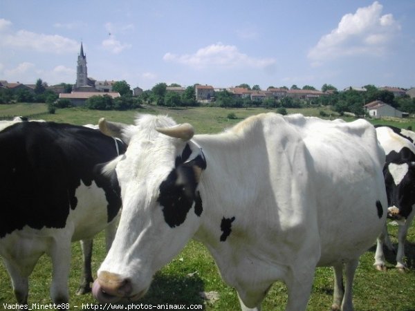 Photo de Vache