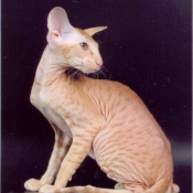 Photo de Peterbald