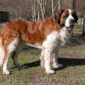 Photo de Saint-bernard poil long