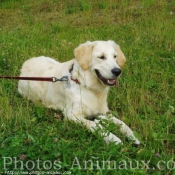 Photo de Golden retriever